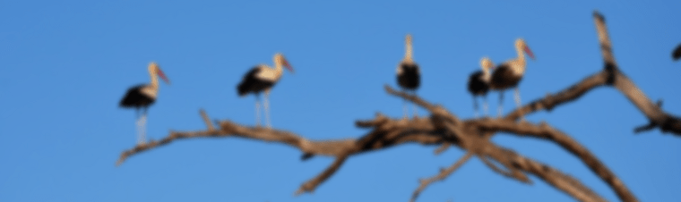 Drzewo kategorii – co należy wiedzieć i o czym pamiętać? 